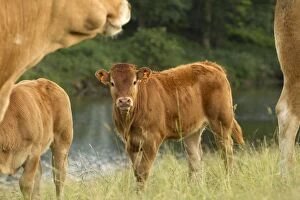 Cattle - calf - Limousin breed