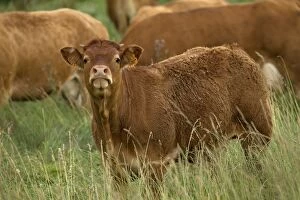 Images Dated 6th July 2012: Cattle - calf - Limousin breed