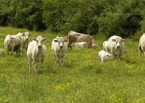 Cattle with calves in lush flowery pasture with buttercups