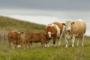 Cattle cattle grazing Scotland, United Kingdom