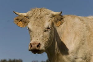 Images Dated 2nd May 2009: Cattle - Charolais