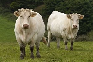 Cattle - Charolais breed