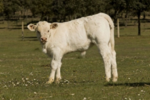 Images Dated 2nd May 2009: Cattle - Charolais calf