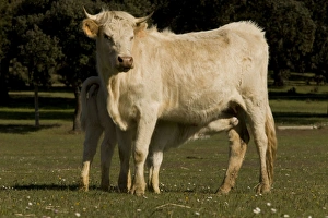 Images Dated 2nd May 2009: Cattle - Charolais - with calf