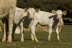 Images Dated 2nd May 2009: Cattle - Charolais calves