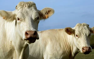 Agricultural Collection: Cattle - Charolais Cow