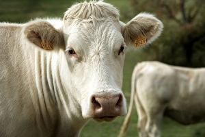Cattle - Charolais Cow