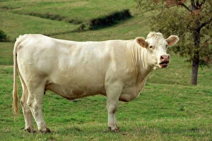 Agricultural Collection: Cattle - Charolais Cow