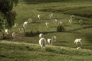 Cattle - Charolais Cows in field