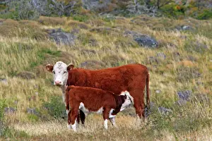 Cattle Prints: Cattle - cow with calf. Magallanes Peninsula - Patagonia - Argentina