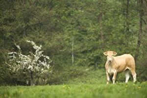Images Dated 28th May 2007: Cattle - cow in field - Blonde d'aquitaine