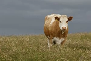 Cattle cow grazing Scotland, United Kingdom