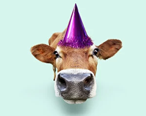 Cattle, cow leaning forward, wearing Birthday party hat