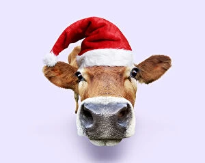 Cattle, cow leaning forward, wearing Father Christmas hat