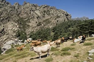 Images Dated 19th July 2005: Cattle - Cows in corsican mountain