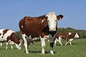 Cattle - cows in field