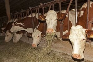 Images Dated 22nd July 2011: Cattle - diary cows
