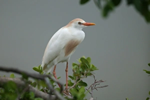Images Dated 19th April 2004: Cattle Egret