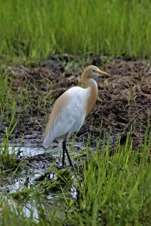Images Dated 24th June 2007: Cattle Egret with adult breeding plumes