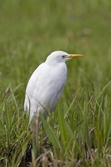 Images Dated 13th April 2014: Cattle Egret / Buff-backed Heron adult