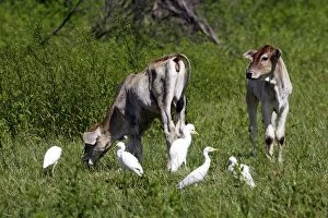 Cattle Egret - with cattle