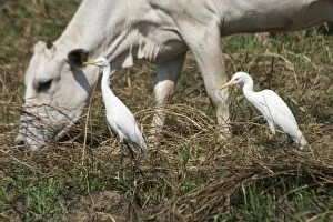Cattle Egret and cow - Often associated with cattle