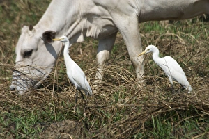 Images Dated 3rd January 2005: Cattle Egret and cow - Often associated with cattle but also found in paddyfields
