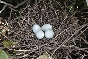 Images Dated 18th February 2005: Cattle Egret - eggs in nest. Venezuela
