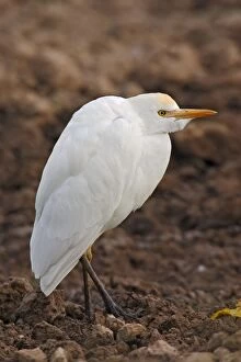 Images Dated 13th January 2007: Cattle Egret - feeding