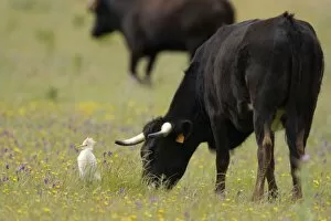 Images Dated 5th May 2004: Cattle Egret - Feeding among cattle in a wildflower meadow - Extramadura - Spain
