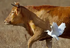 Cattle Egret - feeding amongst grazing cattle - Andalucia - Spain - September