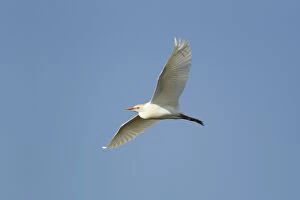 Images Dated 27th April 2012: Cattle Egret - in flight