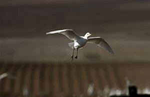 Cattle Egret - in flight
