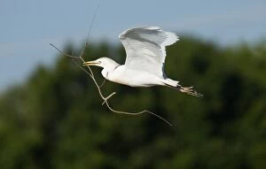 Cattle Egret in flight carrying nesting material