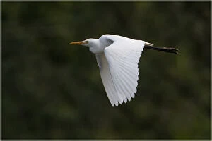 Cattle Egret - In flight - along Figtree Close