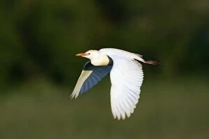Cattle Egret - in flight over meadow