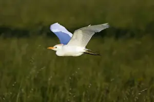 Cattle Egret - in flight over meadow, Alentejo, Portugal