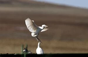 Cattle Egret - in flight, November