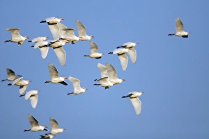 Images Dated 2nd April 2009: Cattle Egret - flock in flight