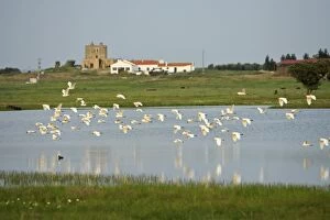 Images Dated 6th April 2008: Cattle Egret - flock flying over ranch lake, Alentejo, Portugal