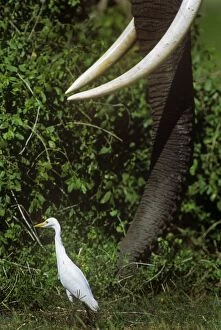 Images Dated 23rd February 2011: Cattle Egret - following Elephant