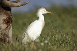 Cattle Egret - foraging for insects beside cow