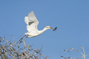 Images Dated 7th May 2004: Cattle Egret - Gathering nest material
