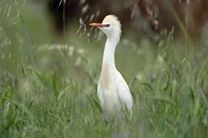 Cattle Egret - on meadow, with erected crest