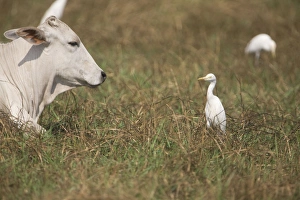 Images Dated 15th June 2008: Cattle Egret - near cattle