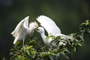Images Dated 3rd July 2011: Cattle Egret - At nesting colony