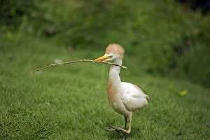 Images Dated 6th July 2011: Cattle Egret - At nesting colony