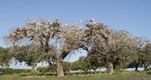 Bubulcus Ibis Gallery: Cattle Egret - Nesting colony in old cork oak trees with white storks