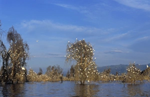 Cattle Egrets - Nesting in tree above lake