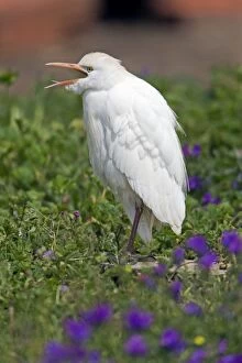 Bubulcus Ibis Gallery: Cattle Egret - perched on ground calling Alentejo